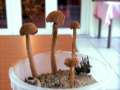 Battarraea&nbsp;phalloides&nbsp;-&nbsp;Stelzenst�ubling&nbsp;-&nbsp;Teutschenthal (Westlich von Halle/Saale)